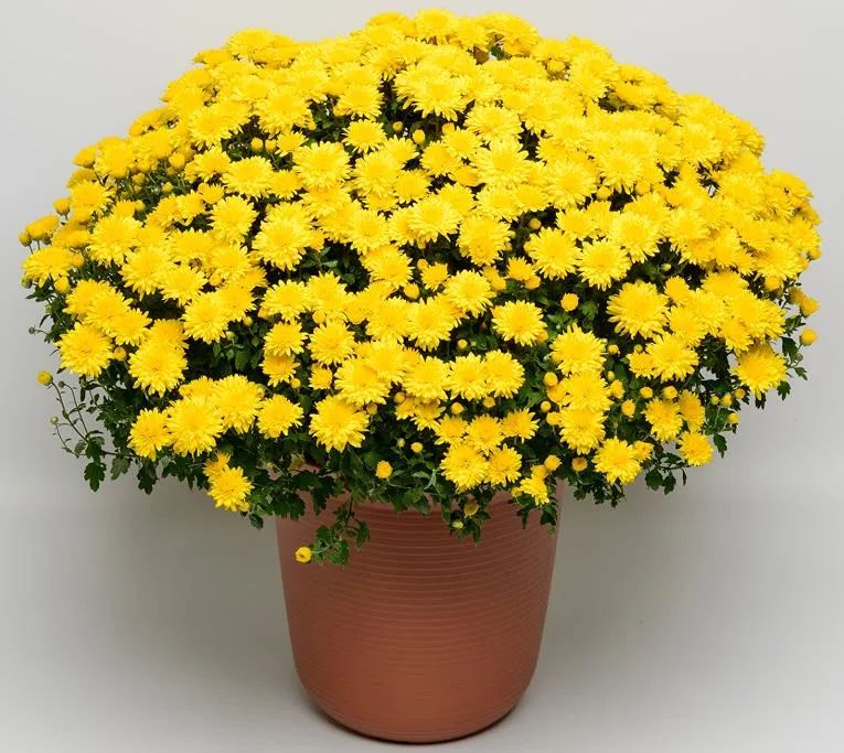 自育花园小菊在天安门国庆花坛中全面替代国外品种休闲区蓝鸢梦想 - Www.slyday.coM