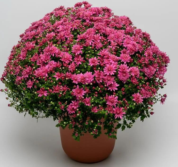 自育花园小菊在天安门国庆花坛中全面替代国外品种休闲区蓝鸢梦想 - Www.slyday.coM