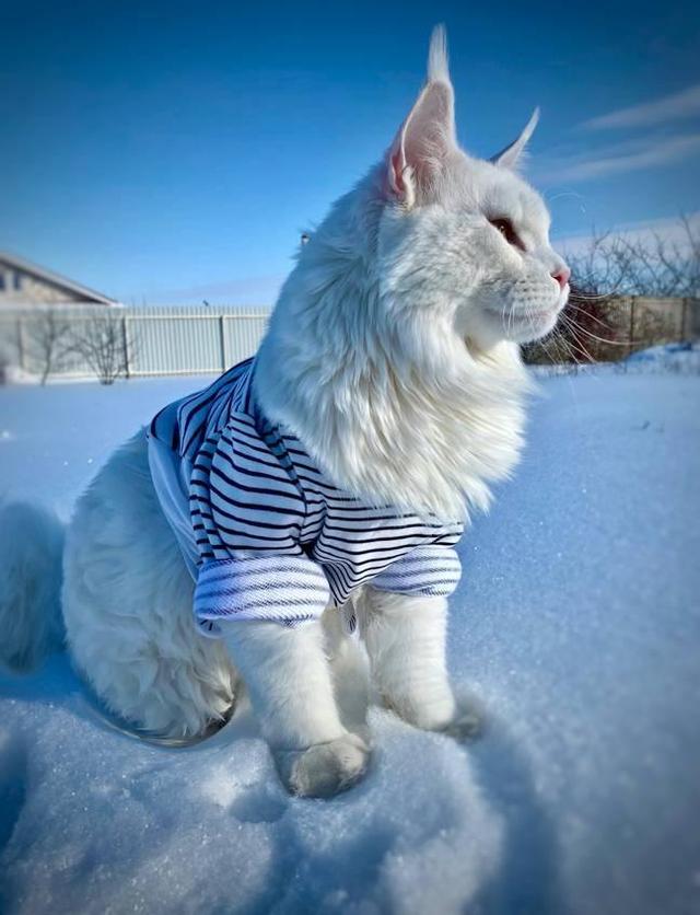 狗狗体型大小排行榜_世上最大的狗世上最大的狗有多大(2)