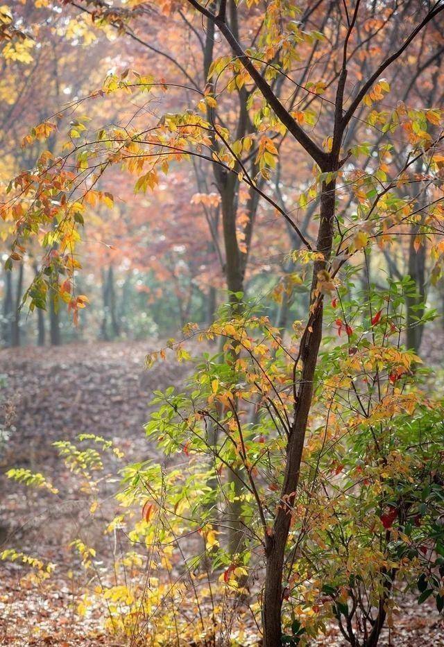 在磴山脚下也曾踟蹰了踟蹰,但是还是拥众打马南行.