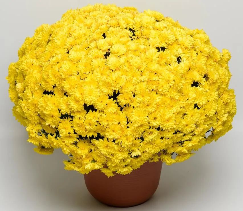 自育花园小菊在天安门国庆花坛中全面替代国外品种休闲区蓝鸢梦想 - Www.slyday.coM