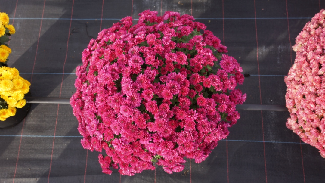 自育花园小菊在天安门国庆花坛中全面替代国外品种休闲区蓝鸢梦想 - Www.slyday.coM