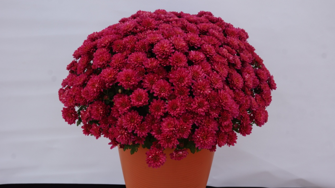 自育花园小菊在天安门国庆花坛中全面替代国外品种休闲区蓝鸢梦想 - Www.slyday.coM