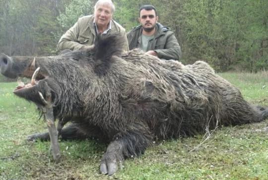 俄罗斯野猪泛滥成灾体重2200斤敢咬大老虎正向中俄边境扩散