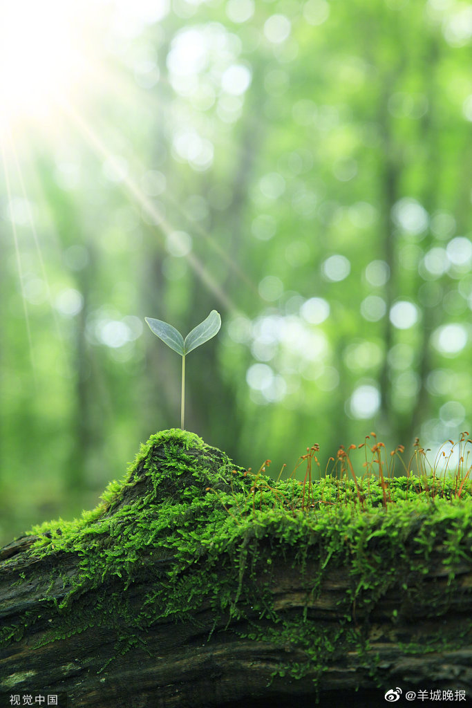 迎着阳光,奋力成长吧(图|视觉中国)|视觉中国|成长|阳光_新浪新闻
