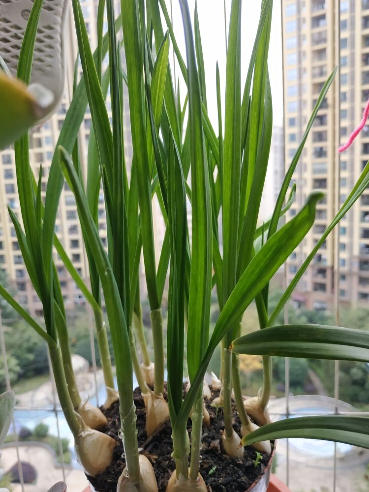 土里埋个蒜瓣3天出芽半个月长蒜苗养花也好用