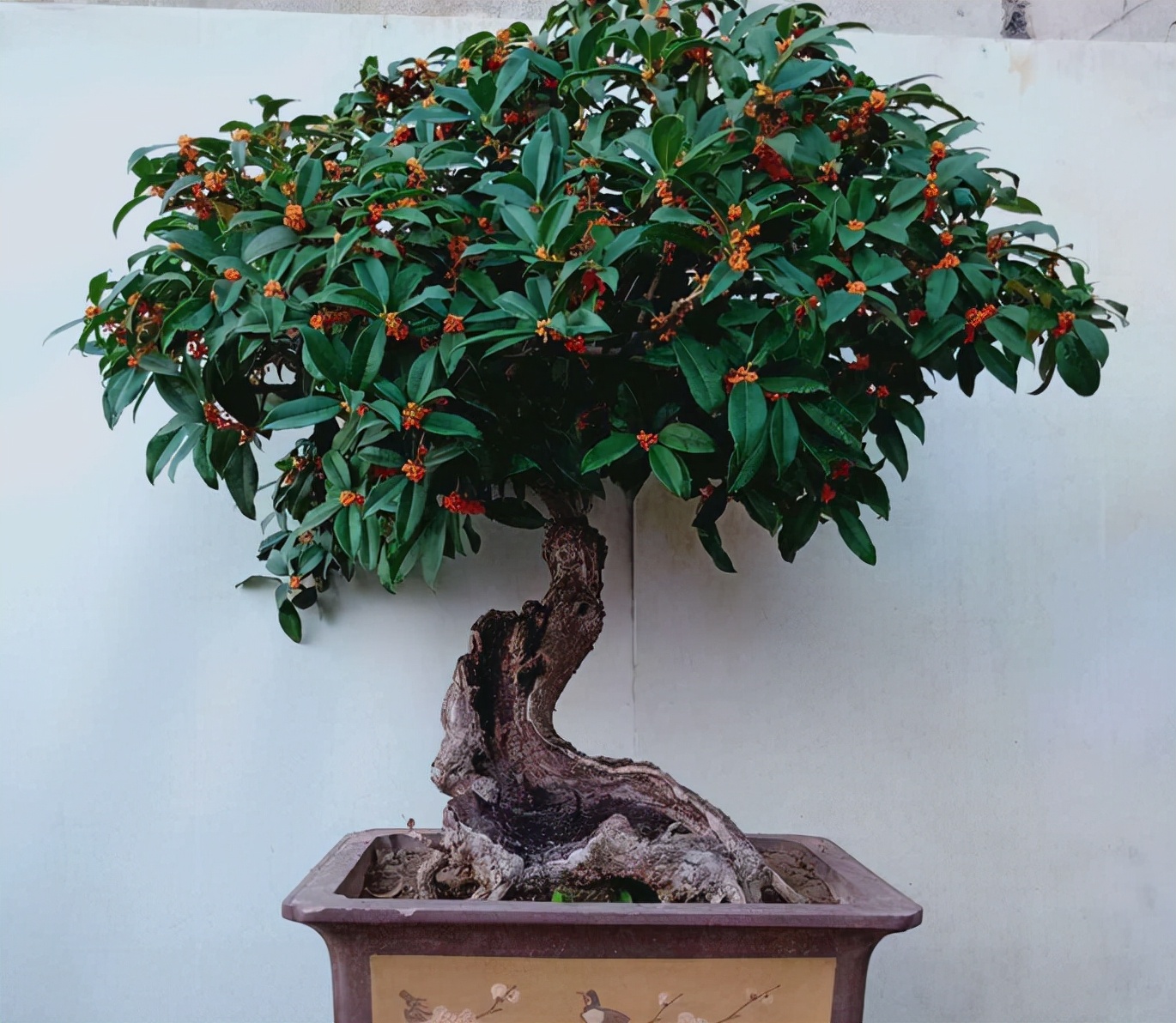 9种花“坑新手”，它们真的很难养，不是养花“老手”别尝试休闲区蓝鸢梦想 - Www.slyday.coM