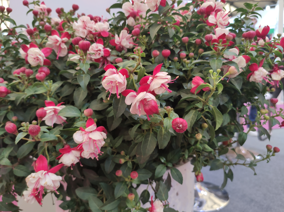 9种花“坑新手”，它们真的很难养，不是养花“老手”别尝试休闲区蓝鸢梦想 - Www.slyday.coM