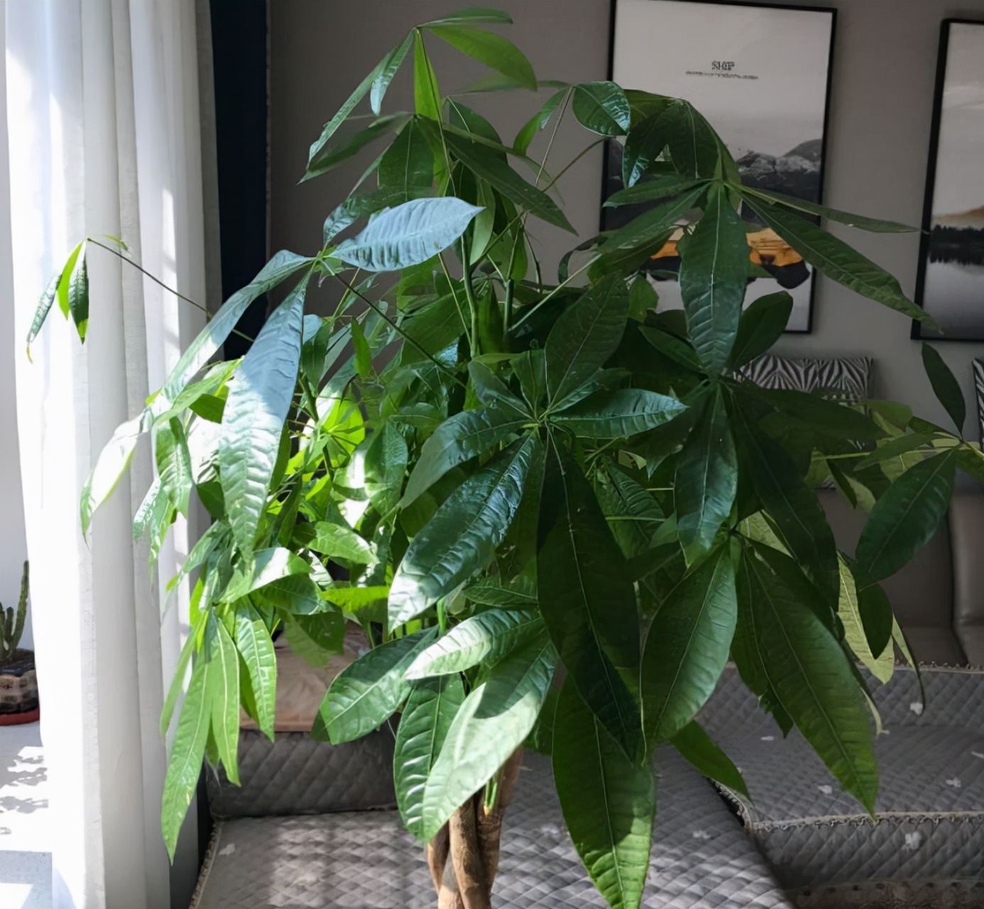 9种花“坑新手”，它们真的很难养，不是养花“老手”别尝试休闲区蓝鸢梦想 - Www.slyday.coM