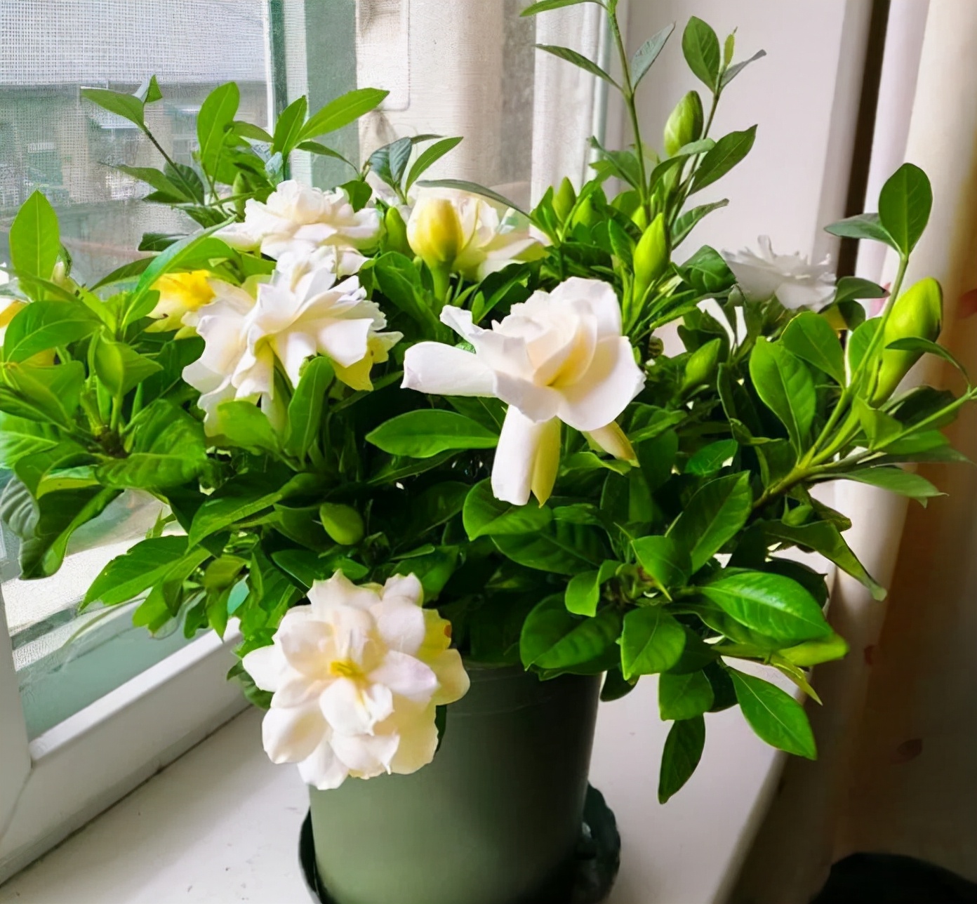 9种花“坑新手”，它们真的很难养，不是养花“老手”别尝试休闲区蓝鸢梦想 - Www.slyday.coM