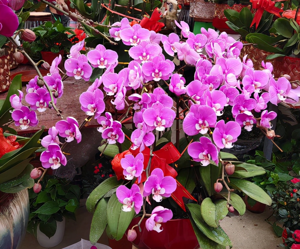 9种花“坑新手”，它们真的很难养，不是养花“老手”别尝试休闲区蓝鸢梦想 - Www.slyday.coM