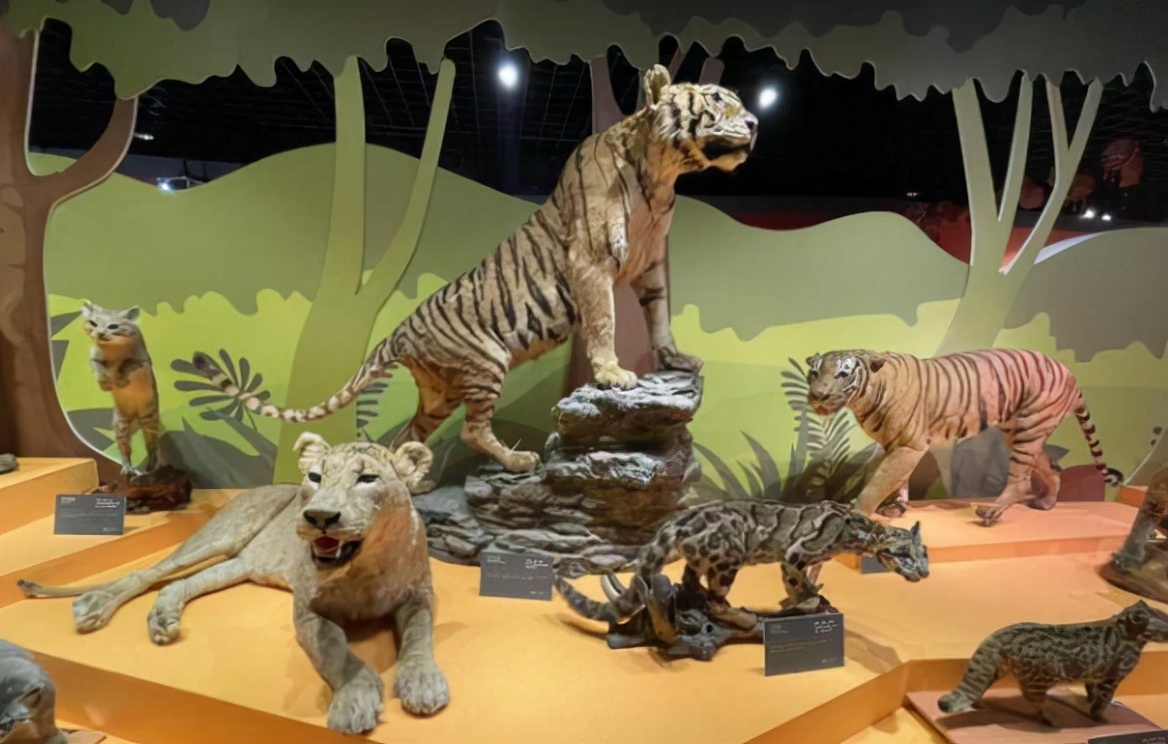 虎年将至这些博物馆的虎你爱了吗