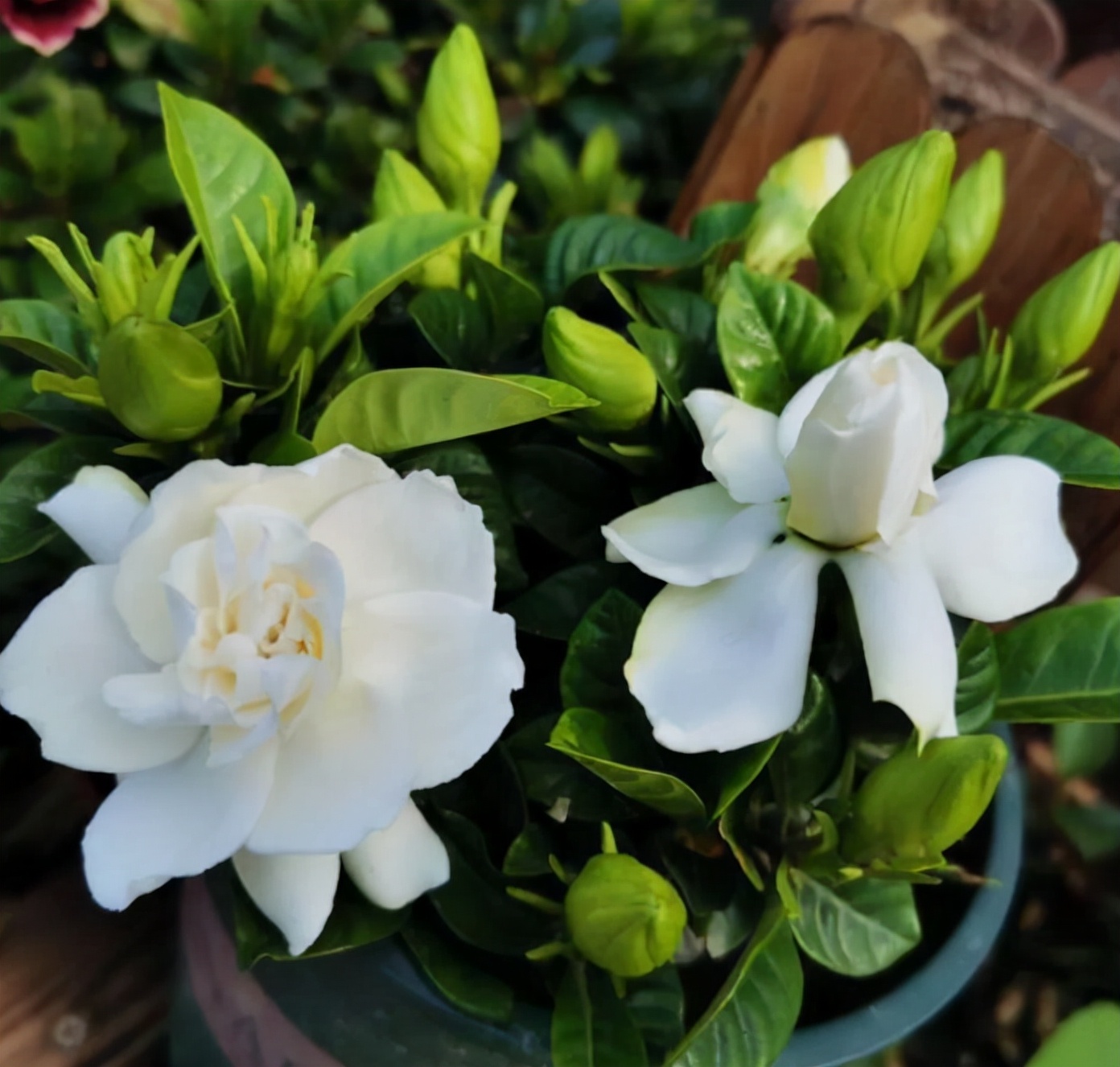 9种花“坑新手”，它们真的很难养，不是养花“老手”别尝试休闲区蓝鸢梦想 - Www.slyday.coM