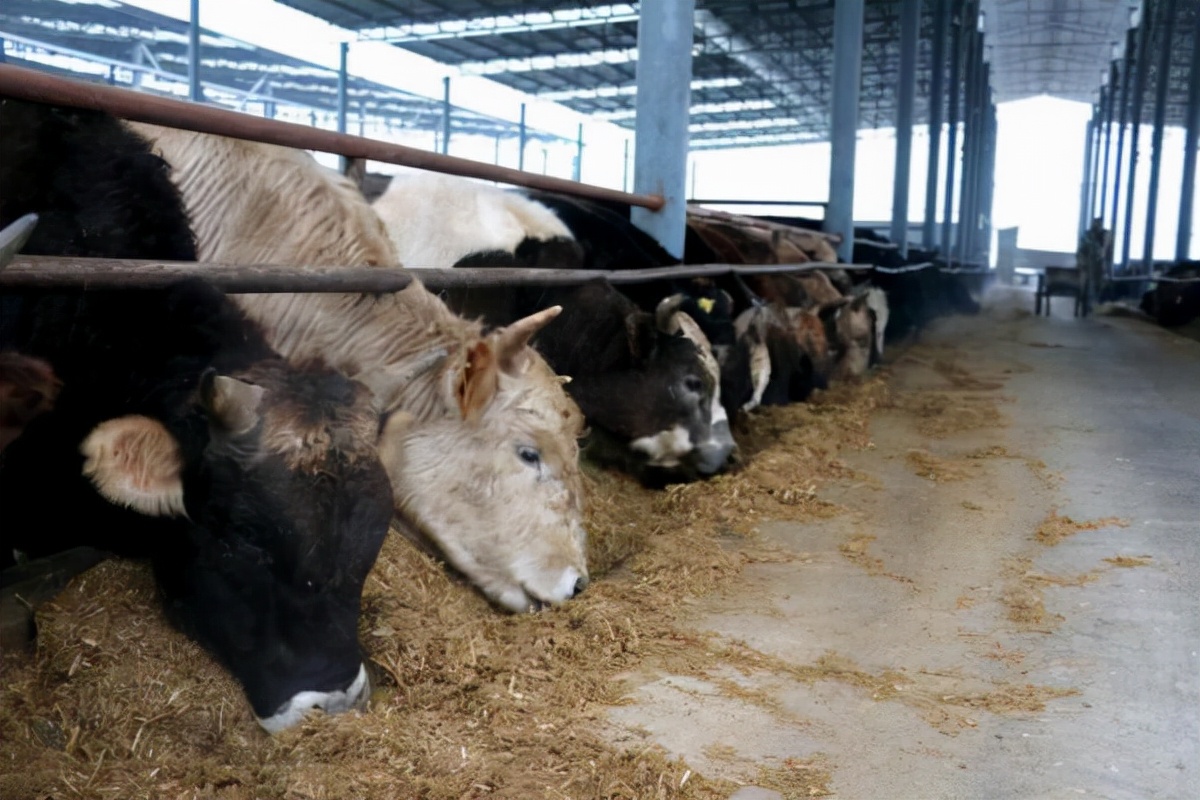 南阳80后女政协委员让农户增收让南阳黄牛产业做大做强