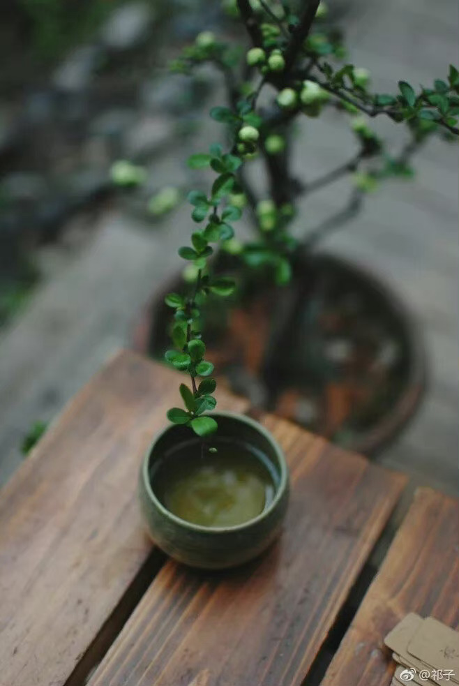 茶亦醉人何须酒, 书自香我何须花……|月山_新浪新闻