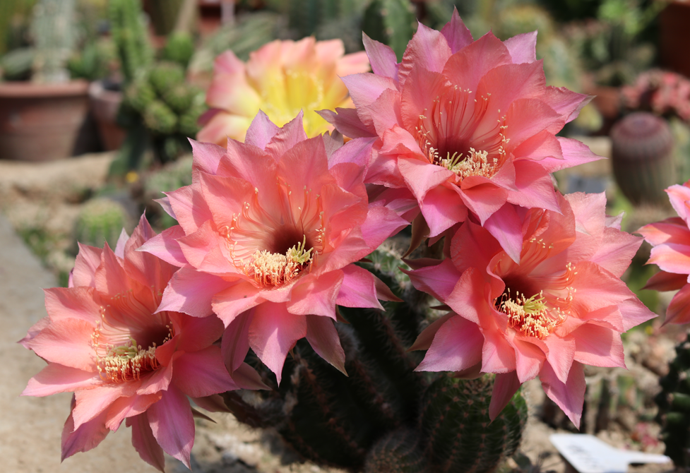 9种花“坑新手”，它们真的很难养，不是养花“老手”别尝试休闲区蓝鸢梦想 - Www.slyday.coM