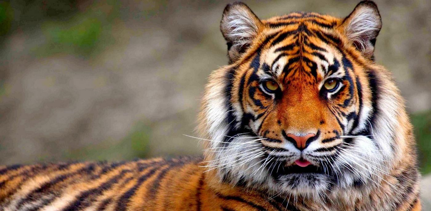 华南虎野外灭绝我们还能做些什么