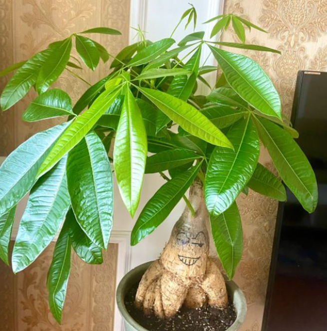 9种花“坑新手”，它们真的很难养，不是养花“老手”别尝试休闲区蓝鸢梦想 - Www.slyday.coM