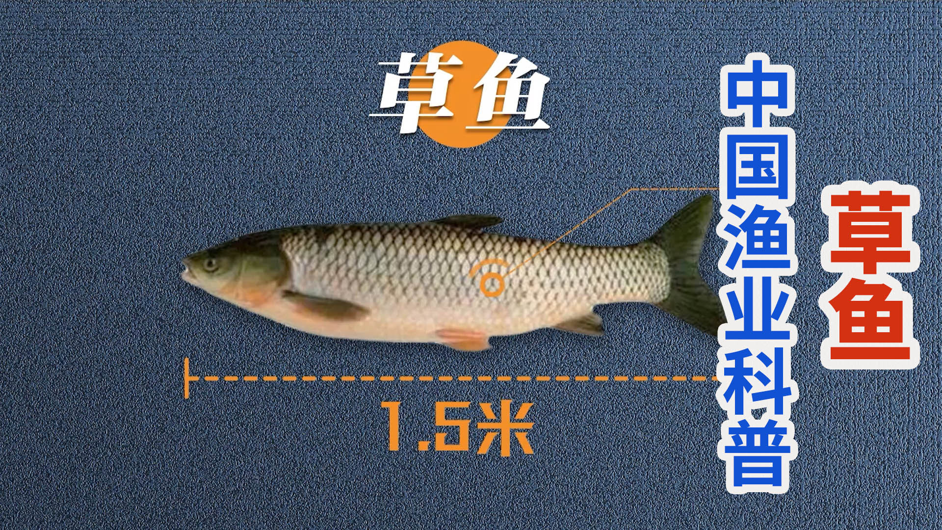 中国渔业科普系列：国民淡水鱼之草鱼_新浪新闻