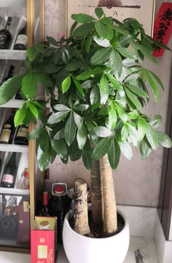 9种花“坑新手”，它们真的很难养，不是养花“老手”别尝试休闲区蓝鸢梦想 - Www.slyday.coM