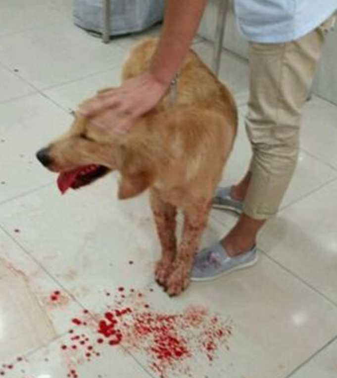 金毛突然吐了一地的血主人慌忙送医院