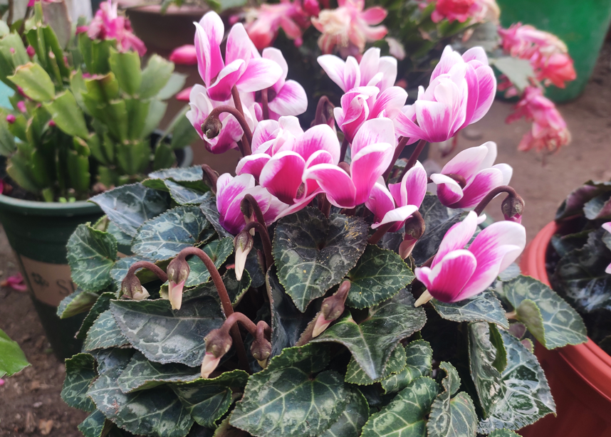 9种花“坑新手”，它们真的很难养，不是养花“老手”别尝试休闲区蓝鸢梦想 - Www.slyday.coM