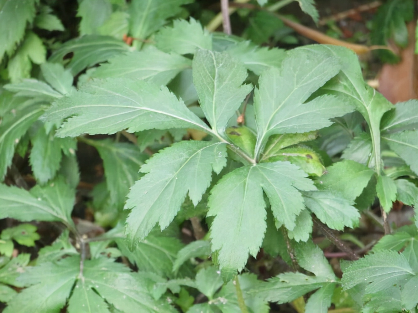 农村植物白苞蒿人称泥鳅菜炒田螺吃最香看到别错过认识吗