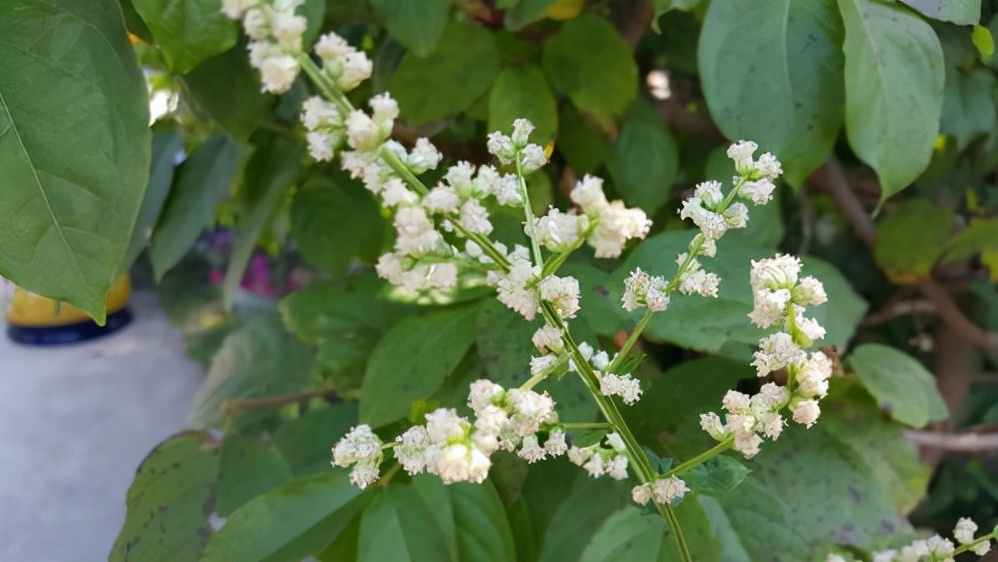 农村植物白苞蒿人称泥鳅菜炒田螺吃最香看到别错过认识吗