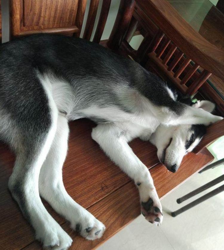 哈士奇睡觉做美梦醒来发现什么都没有一脸懵逼让人笑喷了