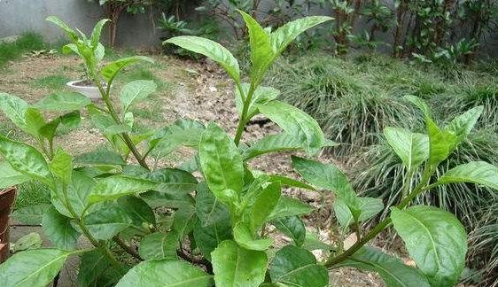 民间俗称"神仙草",如果你家乡也有这种植物,请重视下,作用大__财经