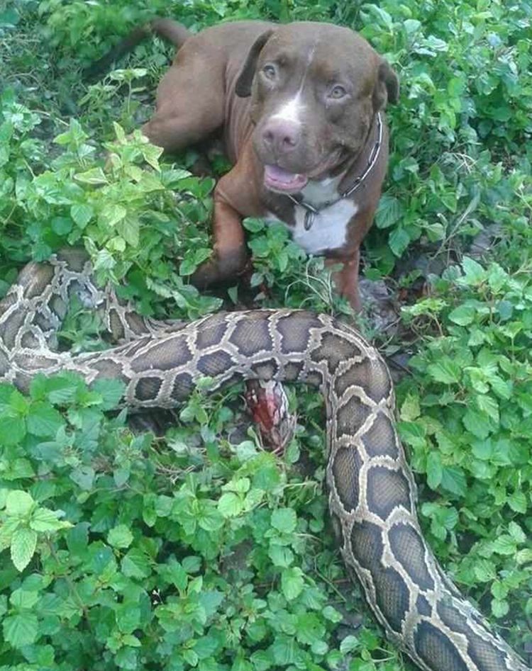 狗狗保护熟睡的主人,英勇与蟒蛇展开战斗,主人醒来泣不成声|狗狗|蟒蛇