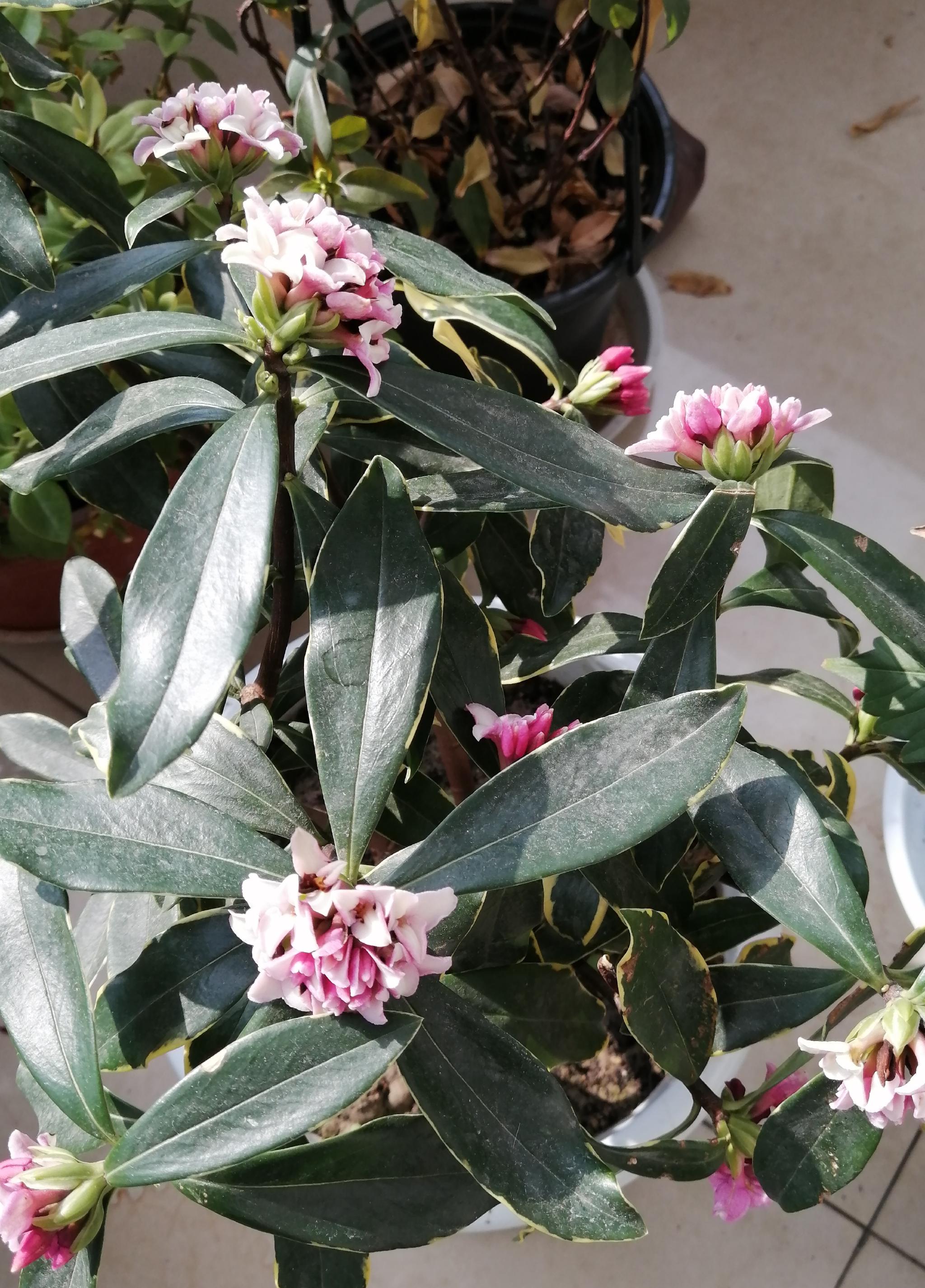 阳台上的金边瑞香正开放