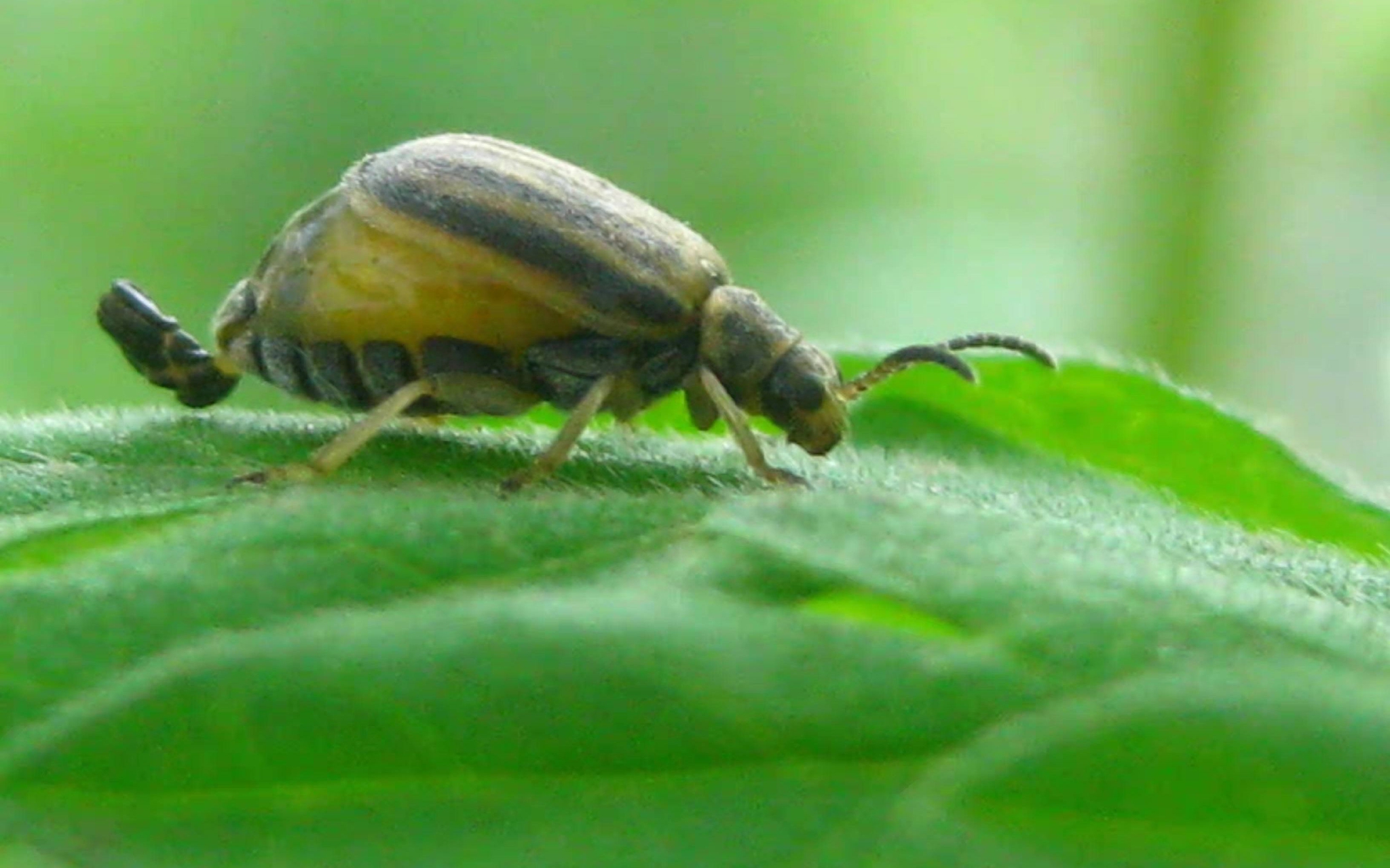 豚草天敌广聚萤叶甲北迁后更加耐寒