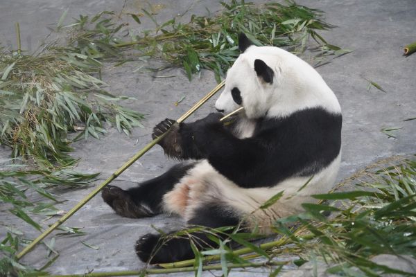 1月1日，在西宁熊猫馆，大熊猫“双欣”在吃竹子。 新华社