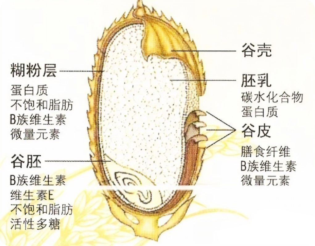 小麦种子结构示意图图片