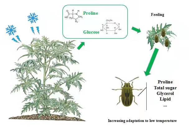 研究揭示豚草天敌昆虫广聚萤叶甲北京种群更耐寒