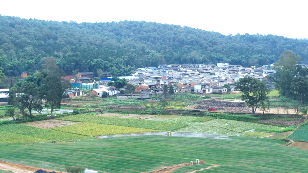 石屏县宝秀镇:现代农业迈出新步伐 绿色发展充满新活力|王磊_新浪新闻