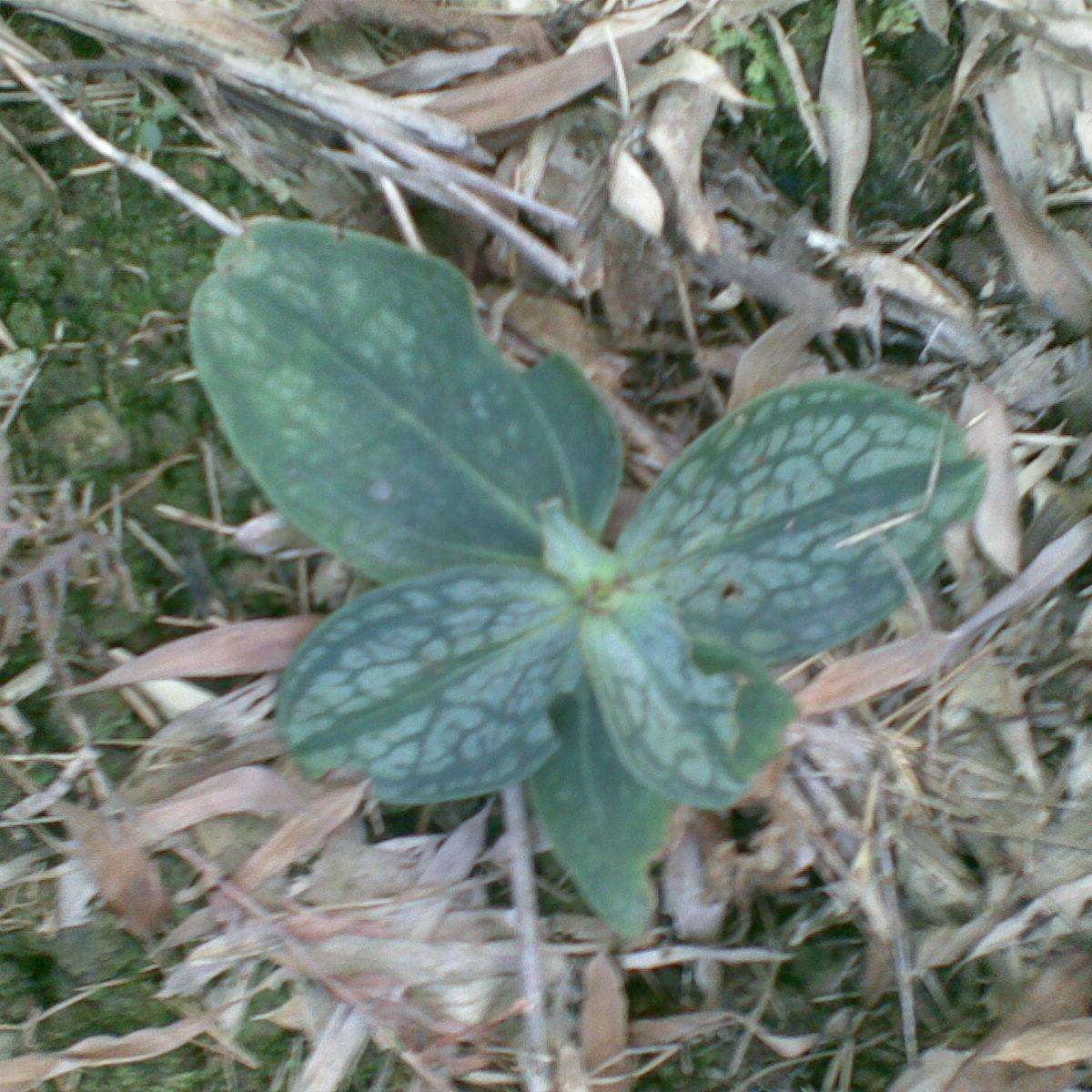 一种奇特的植物肺形草,别名花蝴蝶,大家认识吗?价值知多少?__财经头条