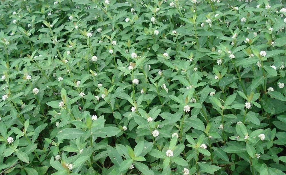 喜旱莲子草(喜旱莲子草可以当菜吃吗)