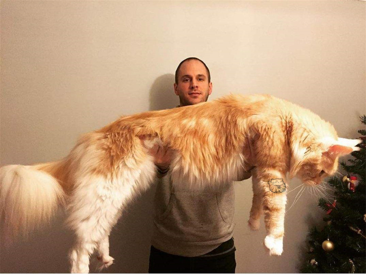 两岁时的重量就超过12公斤,俄罗斯有一只缅因猫形如雪豹|雪豹|缅因猫