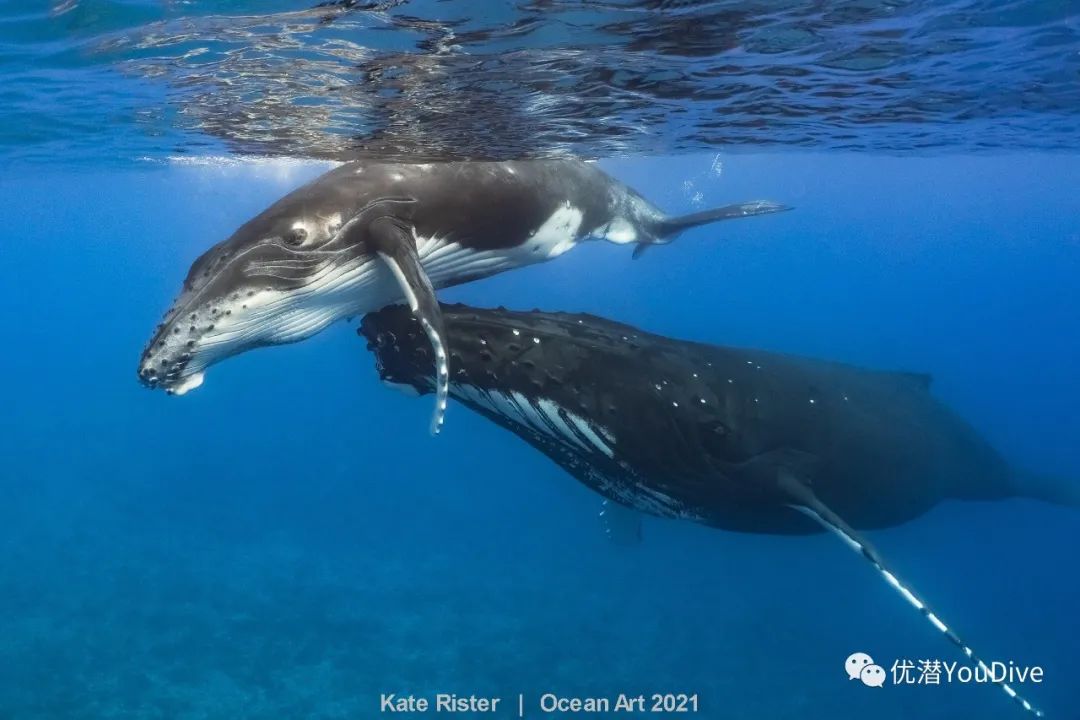 美图收藏2021年oceanart海洋艺术水下摄影大赛获奖作品出炉