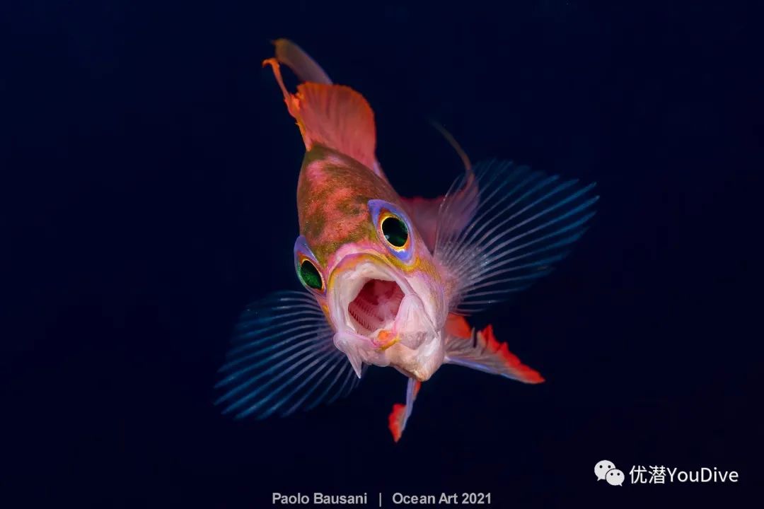 美图收藏2021年oceanart海洋艺术水下摄影大赛获奖作品出炉