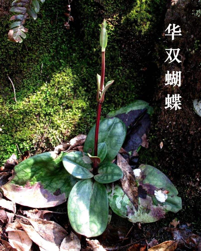 一种奇特的植物肺形草,别名花蝴蝶,大家认识吗?价值知多少?__财经头条