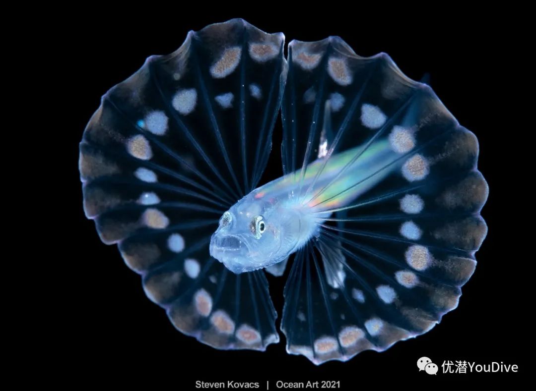 美图收藏2021年oceanart海洋艺术水下摄影大赛获奖作品出炉