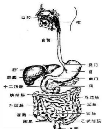 手把手教你胃食管反流如何吃饭