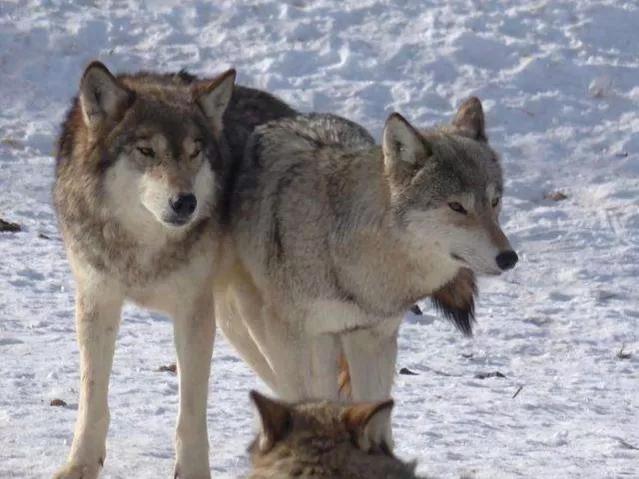 狼群中的头狼是公狼还是母狼为什么