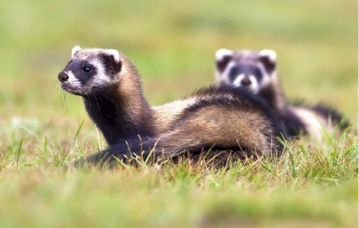 另一个便是能够释放毒气的非洲艾虎,虽然非洲艾虎长得有点像臭鼬,但