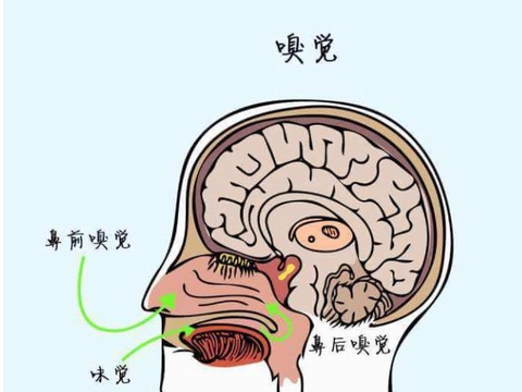 鼻子闻不到气味了?嗅觉出现下降,可能是4个问题找上门了!|鼻腔|日常|嗅神经|嗅觉丧失|药物性鼻炎_新浪新闻