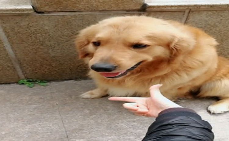 让伸头就伸头,让比心就比心,结果自己家的狗子就完全不能get到自己的