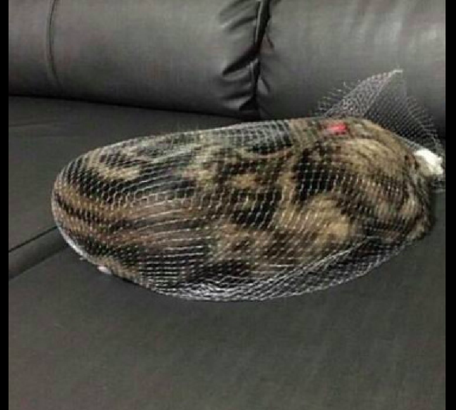 猫咪玩起了装海洋球的袋子,不一会儿就把自己困住了,被它蠢哭了休闲区蓝鸢梦想 - Www.slyday.coM 猫咪玩起了装海洋球的袋子,不一会儿就把自己困住了,被它蠢哭了休闲区蓝鸢梦想 - Www.slyday.coM